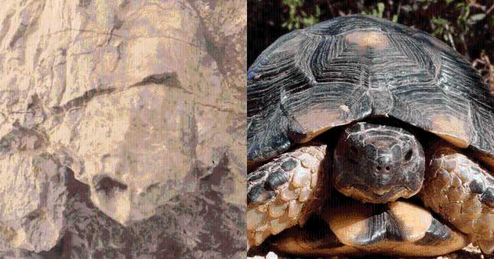 La NASA fotografía una roca con forma de "tortuga" en Marte y despierta nuevas teorías sobre la vida en el planeta rojo