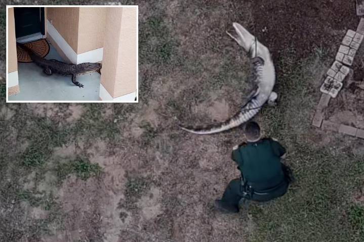 Deputies lasso hulking, 6-foot gator in resident's yard, wrestle it into cruiser
