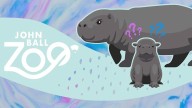 Little hippo, big reveal: John Ball Zoo plans gender reveal for new baby hippo this week