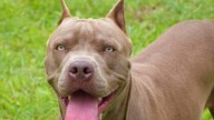 Un perro ataca a un hombre en plena calle de Albacete