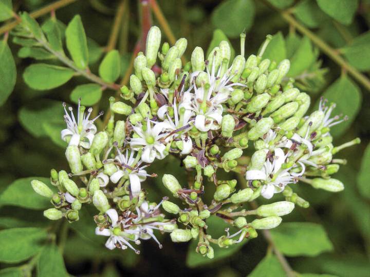 Plant of the Month for September 2025: Curry leaf tree