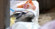 Residents at Milford apartment complex continue to deal with overflowing trash dumpsters