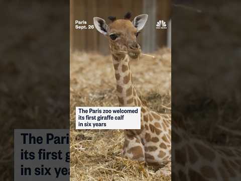 The Paris Zoo welcomed its first Giraffe calf in six years
