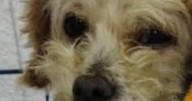 Mueren tres cachorros de 'Cereza', perrita rescatada tras explosión en Iztapalapa