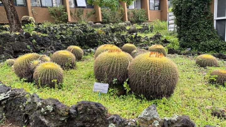 Mexico’s Popular But Forbidden Edible Cactus