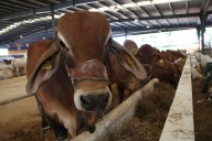 Brote en la Frontera Norte: La Crisis del Gusano Barrenador en Nuevo León