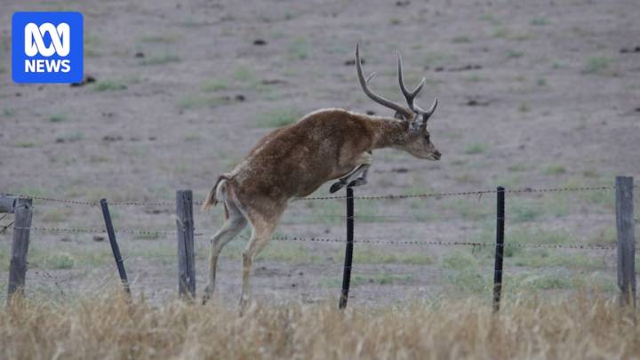 South Australia's feral deer culling program targets eradication amid plague warning