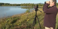 Drought brings benefits to some migrating shorebirds