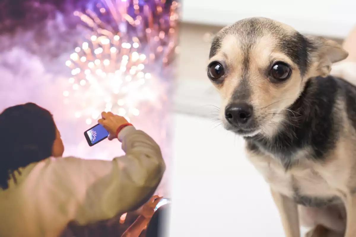 Pirotecnia en Campeche: Cómo afecta a tus mascotas y qué hacer para protegerlas en fiestas patrias