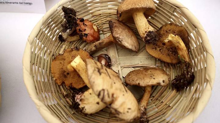 ¿Qué hacer si comes un hongo no comestible? sigue estas recomendaciones