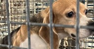 Wisconsin lawmakers work to ensure pets at animal testing facilities are released for adoption