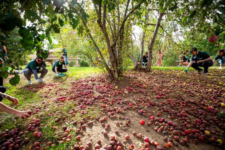 How many tons of apples could you pick in Denver’s backyards?
