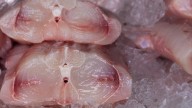 Shark meat is being mislabeled in the US. Dangerously so.