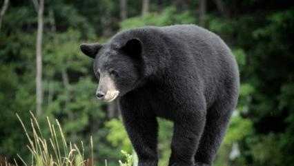 Family of bear attack victim says injuries "ultimately not survivable"