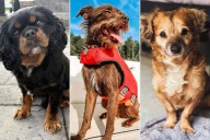 Meet the Top 3 Dogs of the 2025 World's Cutest Rescue Dog Contest