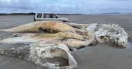 Extraordinarily large creature the size of four cars washes up on Wales beach