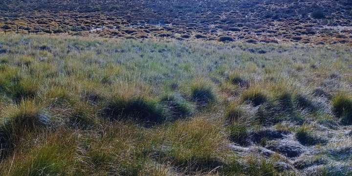 Coirón blanco con DNI: semilla certificada para una aliada de la ganadería patagónica