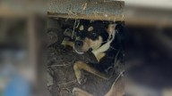 California Stray Hid Beneath An Old Boat Until Someone Finally Showed Him Kindness