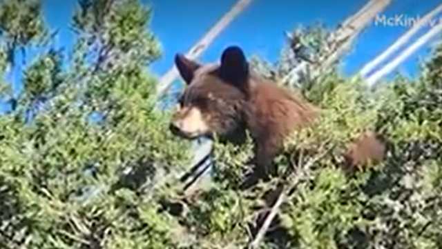 Bear cub climbs juniper tree in McKinley County