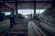 China’s Appetite for Rosewood Is Causing Chaos in Africa