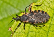 Map shows where deadly ‘kissing bug’ is spreading in the US
