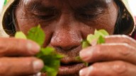 Coca leaves remain a source of work, faith and identity in Bolivia