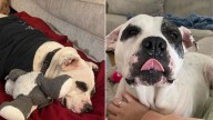New Jersey Dog Rescued From Breeding Begins A New Chapter, Then Something Unexpected Happens