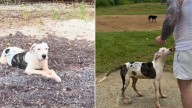 Pennsylvania Couple Rescues Friendly Stray Dog On Beach And Changes Her Life