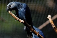 Feathers fly in dispute over Ambani zoo's pursuit of rare parrot