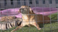 Central Texas animal sanctuary faces financial crisis after July floods