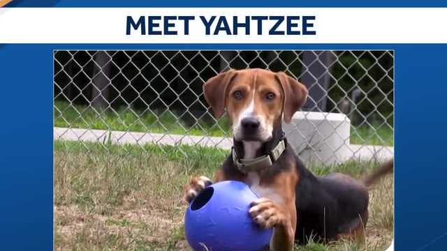 Yahtzee, a playful and loving hound pup, is ready to find his forever family