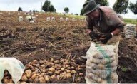 Productores de papa en Nariño alertan sobre crisis: pérdidas millonarias y amenazas al sector