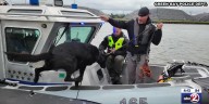 Green Bay Police Department training K9 unit on water