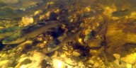 Applications Now Open for Salmon Conservation Grants