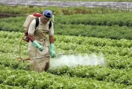 Recuerdan que está prohibido hasta marzo de 2026, aplicar herbicidas hormonales en Chaco