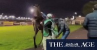 Horse headbutts jockey: Micheal Hellyer incredibly lucky after Toowoomba incident