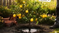Árbol limonero: por qué recomiendan colocar vinagre en su tierra cada 20 días