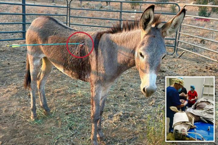 Donkey named 'Cupid' recovering after being shot in the lung by an arrow