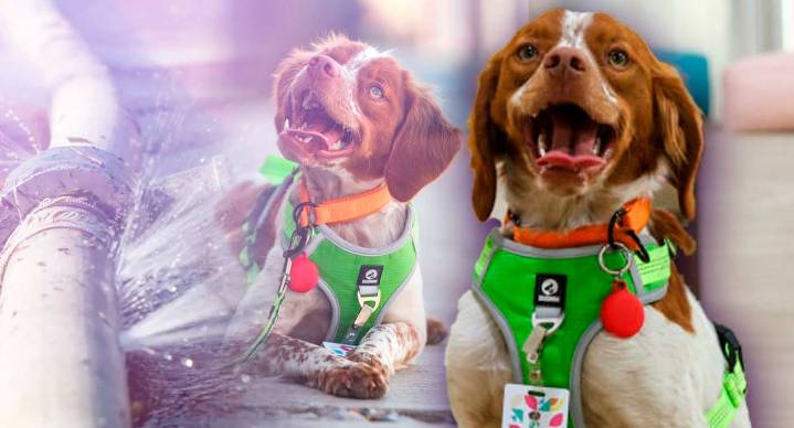 Conoce a ‘Manchas’, primer perro buscafugas de agua en México