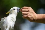 Nest boxes help endangered cockatoos find homes in urban Hong Kong