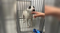 Colorado Family’s Long Search For Their Dog Ends At A Kansas Shelter With A Tearful Reunion