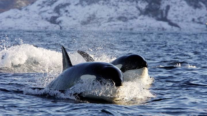 Wild Video Captures Killer Whales Attacking Yacht, Sinking Another Boat