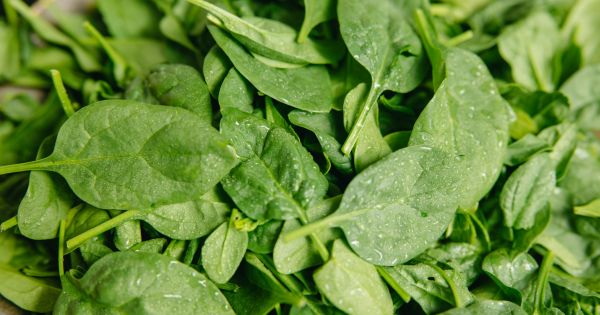 La planta medicinal que estimula la producción de colágeno y evita el dolor de rodilla y cadera