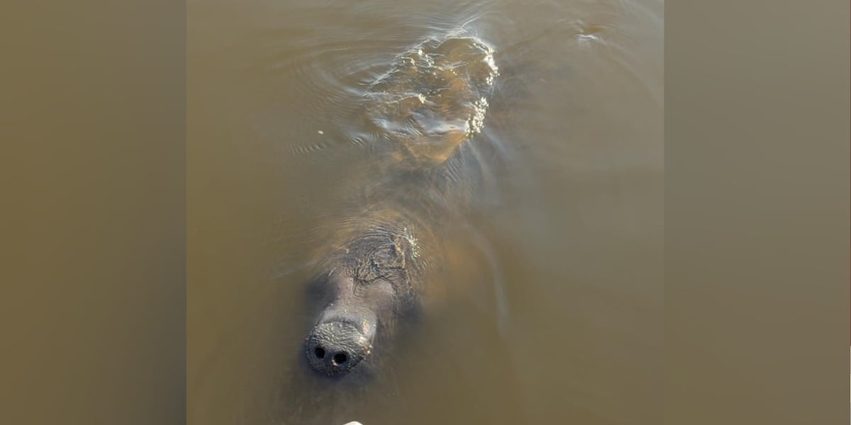 Fisherman spots manatee in Big Lake