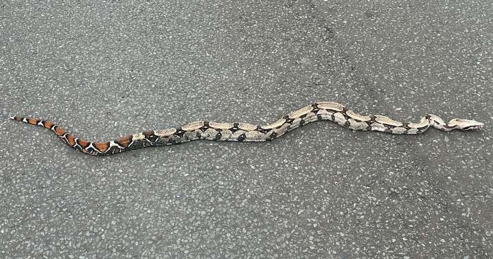 Massive boa constrictor spotted on popular UK street used by parents on school run