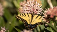 Multiply Your Milkweed Plants For Even More Butterflies With A Simple Harvesting Technique
