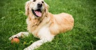 No es casualidad: por qué los golden retrievers son considerados los perros más empáticos 