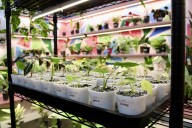 Potted Nursery specializes in exotic indoor plants, ...