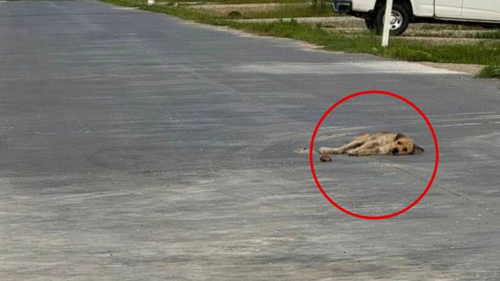 Texas Pup Gave Up In The Middle Of The Road, But His Story Was Far From Over