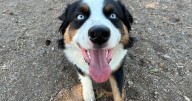 Think ahead: Building a wildfire evacuation kit for your household pets